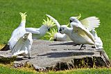 Sulphur-crested Cockatooborder=